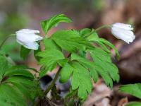 Buschwindröschen Duo